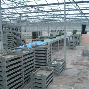 conveyor belt with bespoke crate holders for plant packing