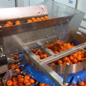 fruit sorting conveyor