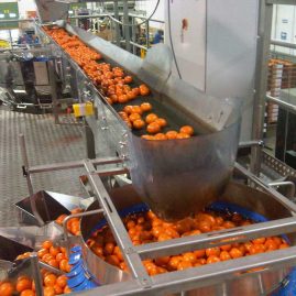 Fruit Sorting Conveyor