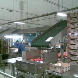 Fruit Sorting & Packing Conveyor