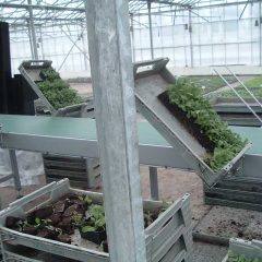 conveyor belt with bespoke crate holders for plant packing